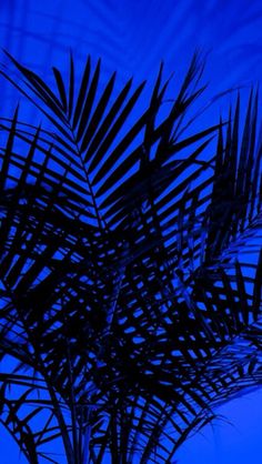 a palm tree is silhouetted against a blue sky