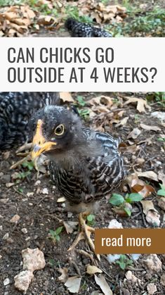 a baby bird sitting on the ground with leaves around it and text reading 5 reason why baby chicks need sunlight