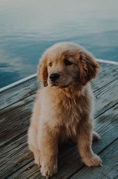 a brown dog sitting on top of a wooden dock