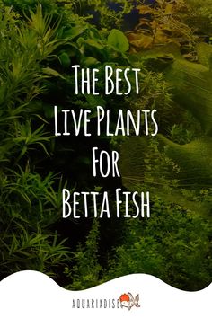 the best live plants for betta fish