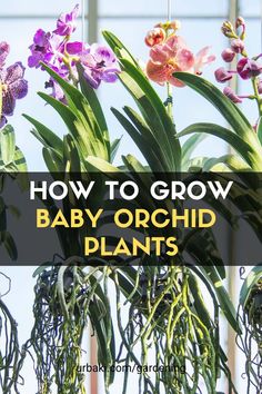 purple orchids in hanging planters with text overlay how to grow baby orchid plants