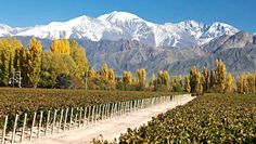 the mountains are covered with snow in the distance, and there is a dirt road running between rows of trees