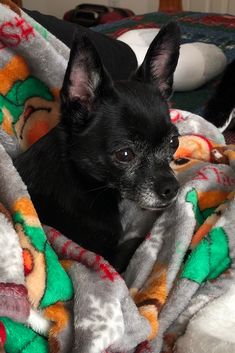 a small black dog laying on top of a blanket