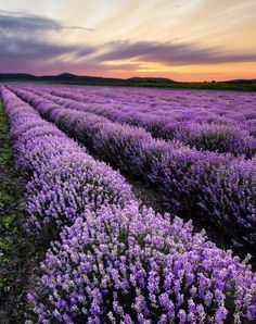 a field full of purple flowers under a cloudy sky