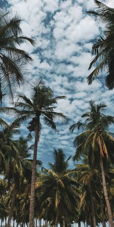 palm trees and blue sky with clouds in the background