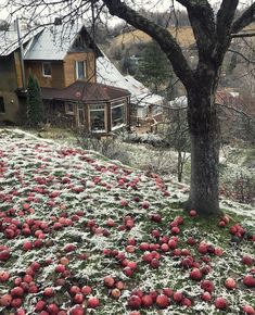 red apples are on the ground in front of a tree and some houses covered with snow