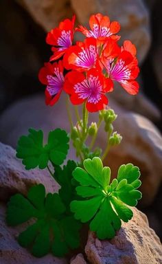 red and pink flowers in front of some rocks