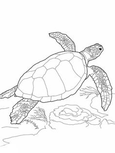 a sea turtle swimming in the ocean coloring pages for kids, free to print and color