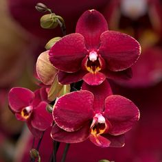 red orchids are blooming on the stems in this photo, with pink petals