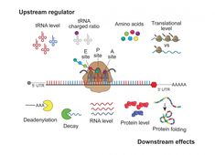 the diagram shows different types of proteins and their functions in an animal's life cycle