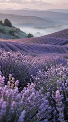 lavender flowers in the foreground with rolling hills in the background