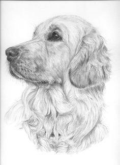 a pencil drawing of a dog's head