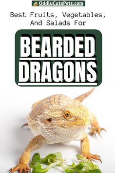 a bearded dragon with the words best fruits, vegetables, and salads for sale