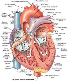 an image of the human heart with labels on it's main parts and functions