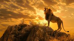 a lion standing on top of a rock with the sun setting behind it and clouds in the sky