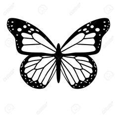 a black and white drawing of a butterfly on a white background stock photo, images and royalty