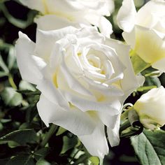 a white rose with green leaves in the background