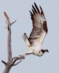 an ostrich flying over a dead tree branch with its wings spread wide open