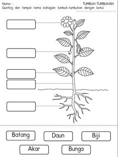 the parts of a plant worksheet for kids to learn and practice their language