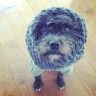 a blurry image of a dog wearing a blue hat