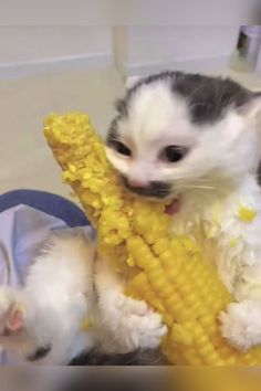 a cat is holding a corn on the cob