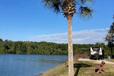 a palm tree next to a lake with a motor home on the shore in the background