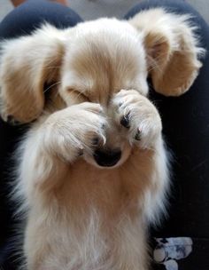 a small white dog laying on top of a person's lap with it's eyes closed