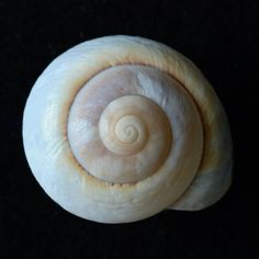 a close up view of a snail's shell on a black background, looking down