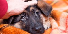 a person petting a small dog on top of a blanket