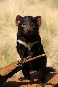 a small black animal standing on top of a piece of wood