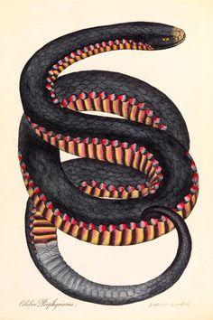 a drawing of a black snake with red, yellow and orange stripes on it's body