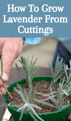 someone is holding a potted plant with the words how to grow lavender from cuttings