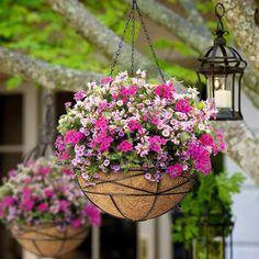 two hanging baskets filled with pink and white flowers next to a lamp on a tree