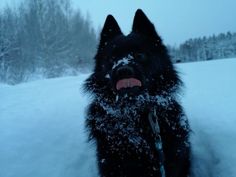 a black dog sitting in the snow with it's mouth open and tongue out