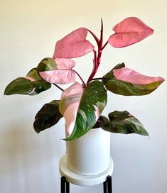 a potted plant with pink and green leaves on a white table next to a wall