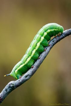 a green and yellow caterpillar sitting on a branch