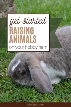 a rabbit sitting in the grass with text overlay reading get started raising animals on your hobby farm