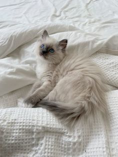 a white cat laying on top of a bed covered in blankets and pillow cases with blue eyes