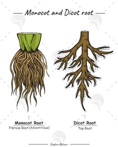 the roots and parts of a monocoti root are labeled in this diagram below