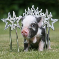 a small pig is standing in the grass next to two metal stars and a tiara