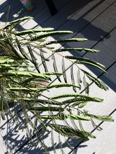 some green leaves are on a wooden deck