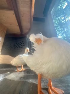 two white ducks standing next to each other