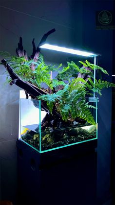 an aquarium with plants in it and lights on the wall behind it that is lit up