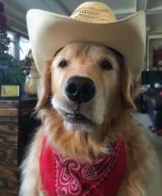 a dog wearing a cowboy hat and bandana