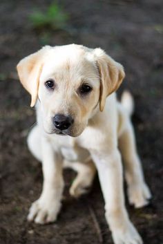 a yellow lab puppy sitting on the ground looking at the camera with one eye open