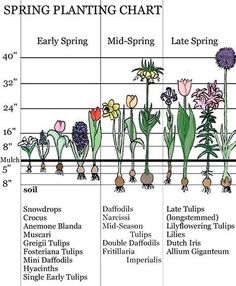 an image of spring planting chart