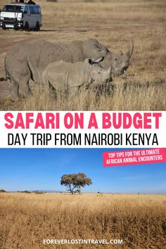 safari on a budget day trip from narobi kenya to the ultimate african animal encounters