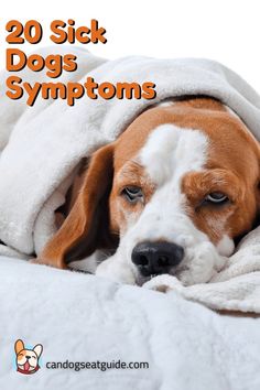 a brown and white dog laying on top of a bed under a blanket with the words, 20 sick dogs symptoms