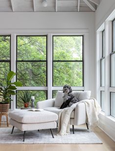 a dog sitting on a couch in front of three large windows with trees outside the window