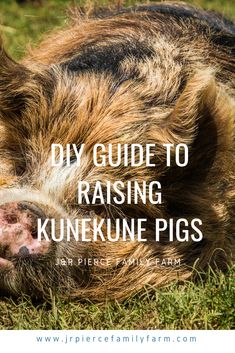 a pig laying in the grass with text overlay saying diy guide to raising kunnkune pigs